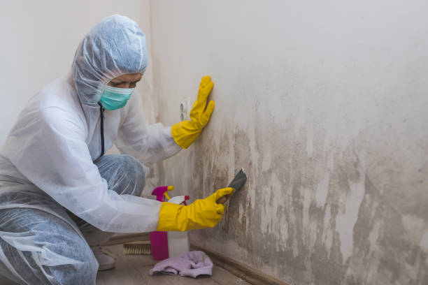 Best Mold Removal for HVAC Installations  in Satellite Beach, FL