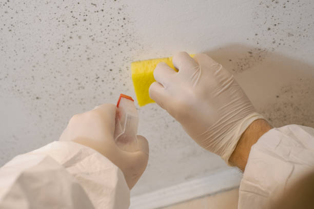 Best Environmental Consulting for Mold Prevention  in Satellite Beach, FL