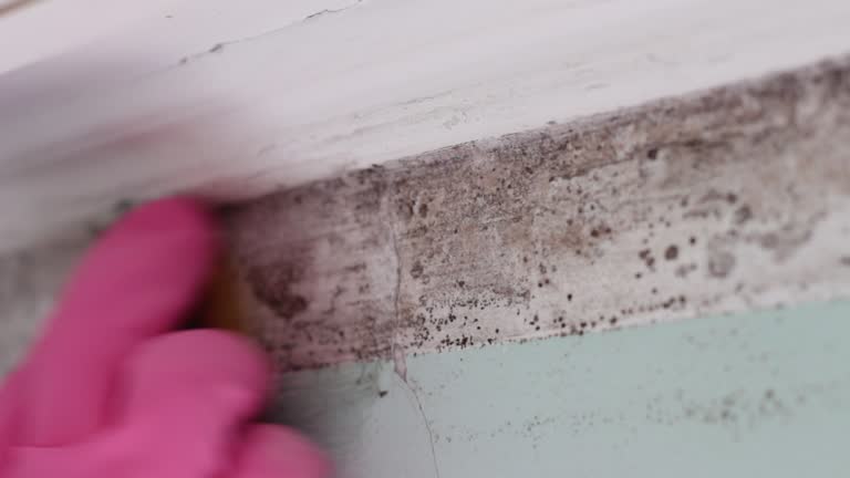 Best Mold Damage Restoration  in Satellite Beach, FL